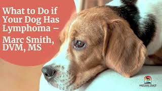 What to Do if Your Dog Has Lymphoma  Marc Smith, DVM, MS