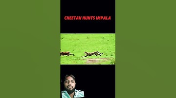 leopard vs cheetah #trending #animals #wildlife #leopard #cheetah #shorts #viral #video