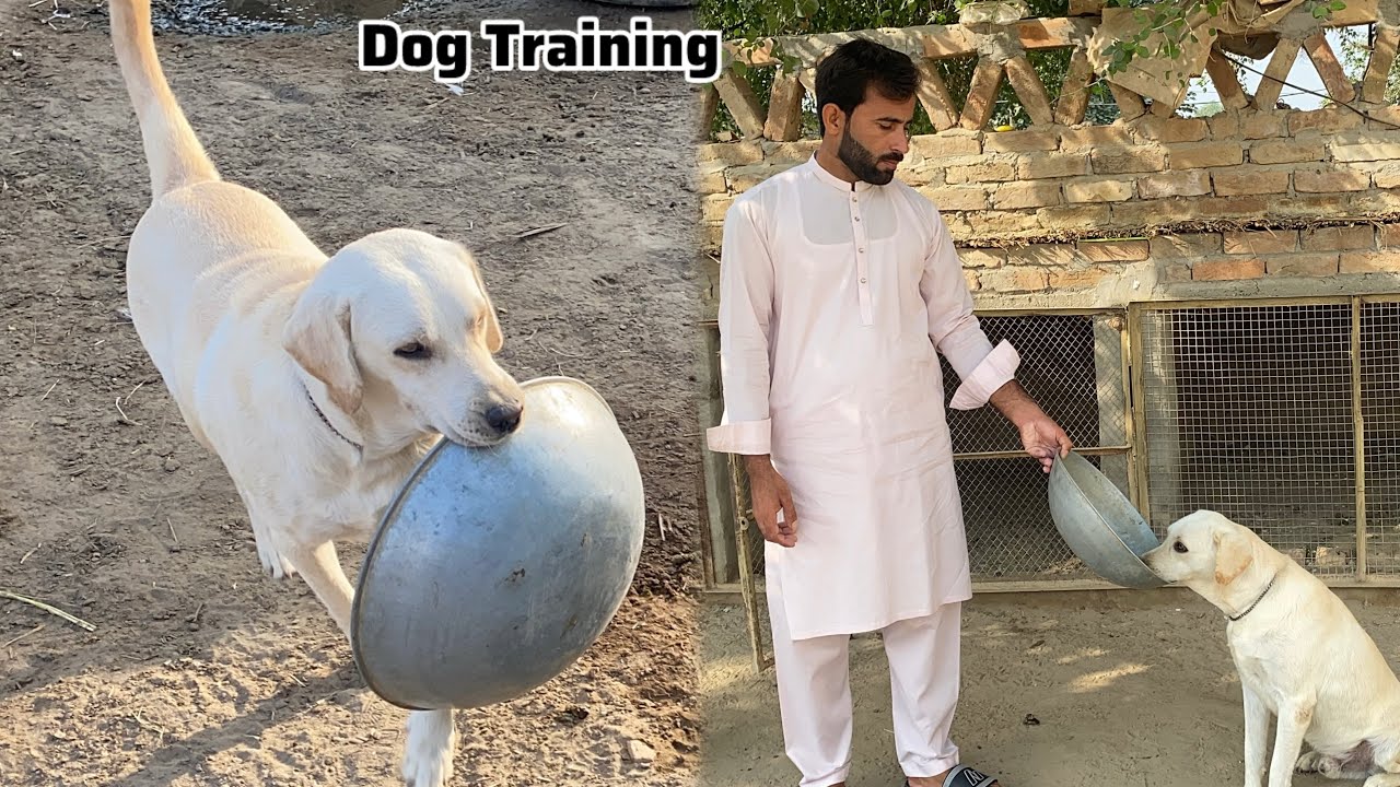 How to Train Labrador Dog 🐕 Dog Training 🐶 Dog Training Tips 