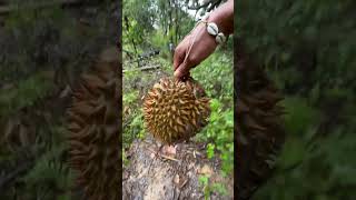 Dapat durian besar di kebun