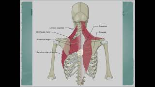 Solve Headaches, Neck and Shoulder Pain