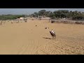 Camel riding sand dunes osian rajasthani folk song