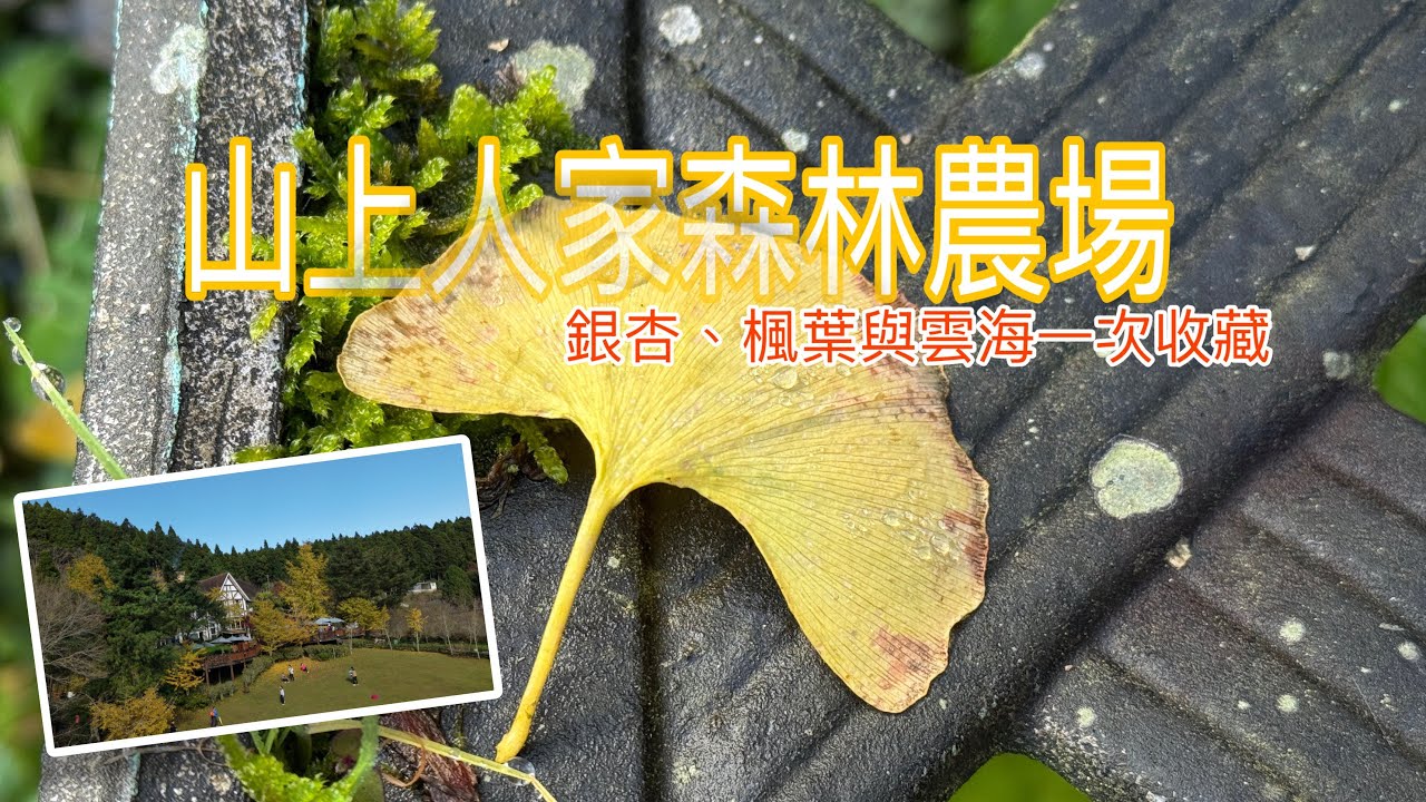 #山上人家森林農場 #銀杏 #雲海 #ai  ，是否要轉型為youtuber心得分享？