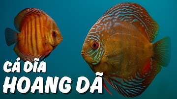 Cá đĩa hoang dã - xu hướng chơi cầu kỳ trong giới cá cảnh khiến người nuôi mất ăn mất ngủ