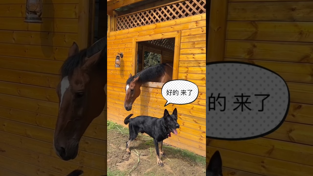 This super smart dog took care of his owner's house and even took care of his horse.