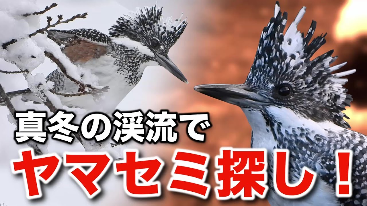 これは凄い！ヤマセミの秘密と美しき野鳥の生態に迫る！