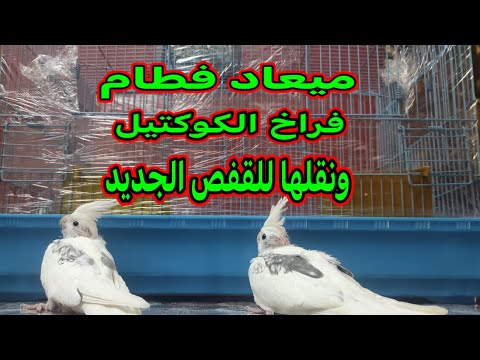 موعد فطام فراخ الكوكتيل