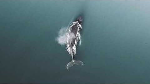 سورة يونس للقارئ ماجد الزامل