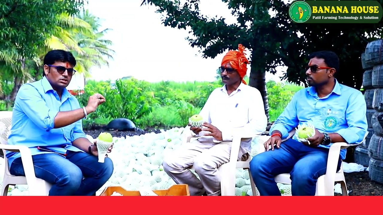 सोलापूर : पेरूच्या बागेत बनाना हाऊस Taiwan pink success story पेरू बागेच संपूर्ण नियोजन #bananahouse