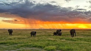 乞力马扎罗山下，自然的治愈！从察沃到安博塞利，15天肯尼亚游猎safari Tsavo to Amboseli