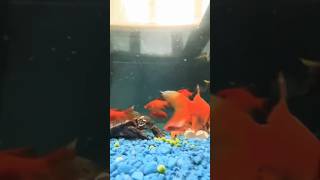 Relaxing underwater pond feeding (turtles/koi/shubunkin/goldfish) #relax #relaxation #relaxingvideo