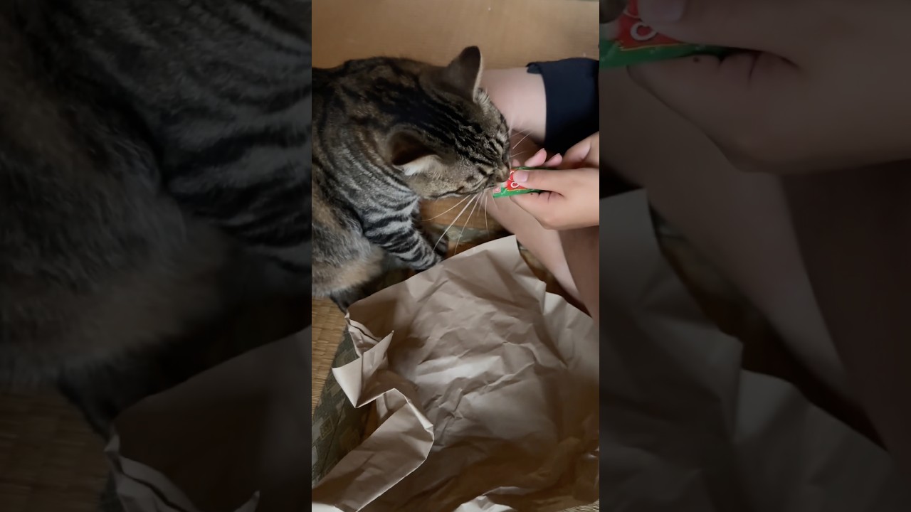 お散歩後のおやつタイム|ちゅ〜るにがっつくトラジ。下に敷いた紙は意味があるんですよー #猫 #cat #キジトラ