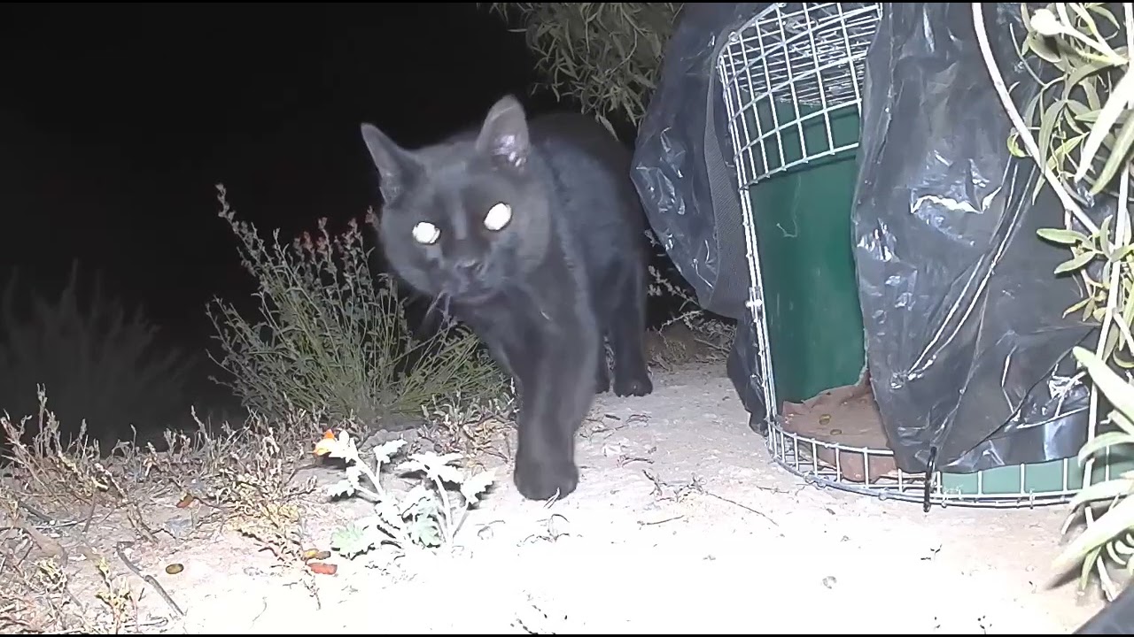 Tomahawk Roundhouse Trap April 10 and 11 2023