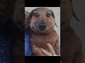 Гора эверест на фоне меня #география #ент #мем