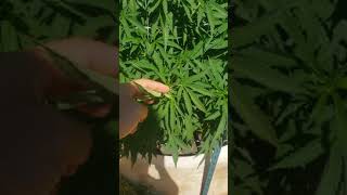August 1st Update! (Transition/Flower) August 1st Flower