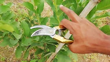 How To Cutting Guava Tree - Guava Tree Cutting Rules - 10 Minute Videos