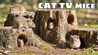 Cat TV Mouse Maze | Ultra HD 4K footage showing energetic mice running across the game field