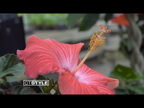 Summer Tropical Plants at Van Wilgen's Garden Center in North Branford, CT