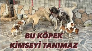 RASCOLNUN GÖZÜ DÖNMEYE BAŞLADI