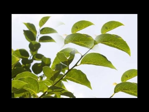 Video: Persimmon Kab Mob Tiv Thaiv Thiab Tiv Thaiv - Kawm Txog Persimmon Fruit Tree Diseases