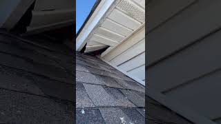 RACCOONS IN THE ATTIC NASSAU COUNTY LONG ISLAND