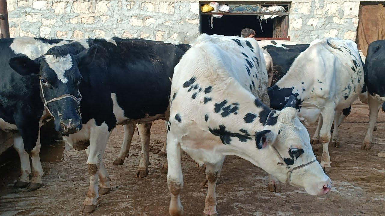 بقر أقرع ألماني استراد من برا كفالة 35 مزرعة احمد صبوح لتواصل 306931314956+ابوصبو/306971821768+ايمن