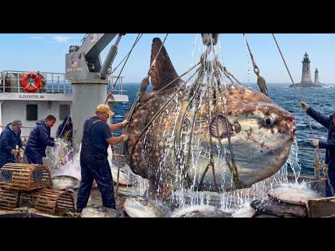 Hunting Down a Giant 500kg Ocean sunfish – Unbelievable!