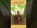 الطائر الذي حير كل العقول