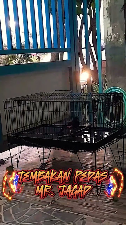 TEMBAKAN NGERI PETIR MB JAGAD #muraijuara #kicaumanianusantara #burung #pancinganmuraibatuemosi