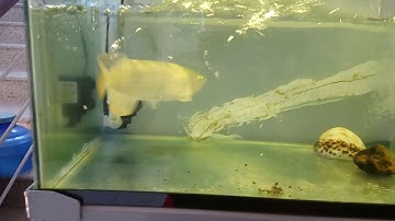 Arowana fish - Cá rồng Hồng long ăn thằn lằn cực sung