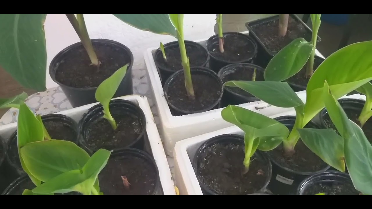 Канны.Уход,посадка и зимовка.Продам.