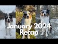 January 2024 Recap: Adventures With My Australian Shepherd | Hiking, Clean Up, Walks, Rest