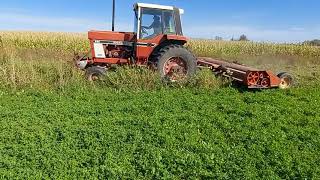 International 886 vs thistles
