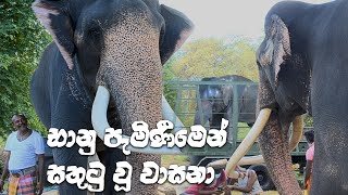 Wasana Feeling Happy Banus Arrival Elephnat Lover Kataragama Wasana