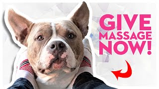 My Dog Demands A Foot Massage | Cute American Bully Dog Reacts