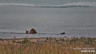 273 cubbies Hitch a Ride On Mom’s Back  (explore.org KRV cam) 8.03.26