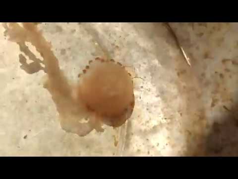 Video (CẢNH BÁO) SỨA LỬA CÓ TUA DÀI BÁ ĐẠO CỰC NGUY HIỂM -... - youtube