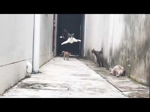 "Run" Cats in Alley Viral Video.