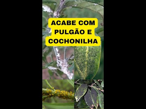 Vídeo: Controle de pragas de lírio de Canna: tratamento de insetos que atacam plantas de lírio de Canna