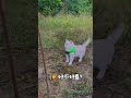 阿咪:今天我是街头小霸王,姨姨们快猜我干嘛去了