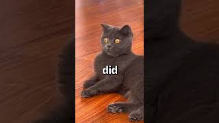 HAVE YOU EVER SEEN a Cat DO THIS 😱 | Wholesome Animals