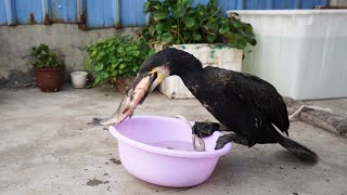Cormorants Eat Fish Bigger Than Their Own Heads