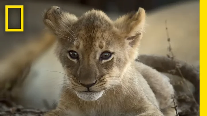 Catching Up with the Lion Cubs | Epic Adventures w...
