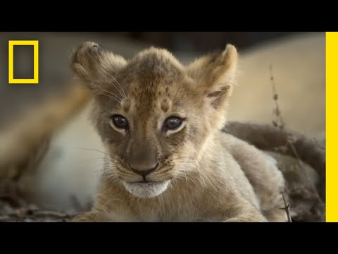 Catching Up with the Lion Cubs | Epic Adventures with Bertie Gregory on Disney+