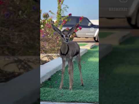 ٩ يونيو ٢٠٢٥