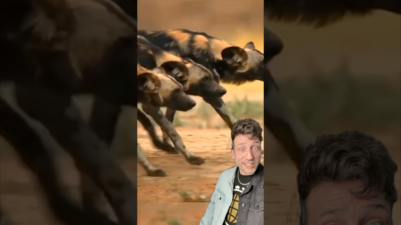 Африканские дикие собаки СТРАШНЫ