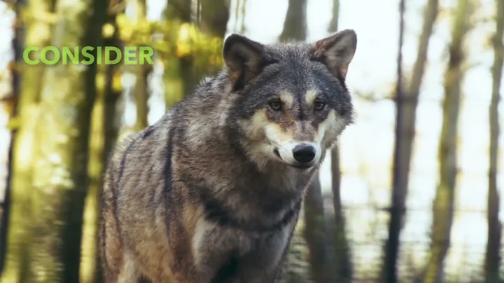 OODA Loop: Decision Making in a Survival Situation