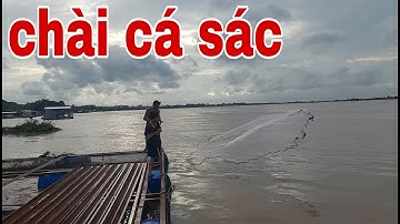 Tuyệt Chiêu Chài Cá Sác Không Cần Tới Đất Của Hai Cha Con Sông Tiền # SĂN BẮT ĐỒNG THÁP #