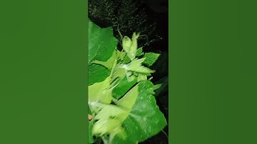 sla pathaw #pumpkin #leaves #khasifood #shortvideo