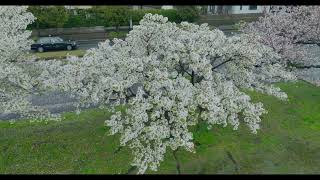 4K 雨の桜を空撮 Aerial view of Japanese cherry blossoms on s rainy